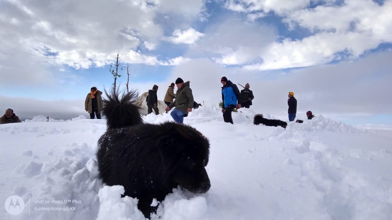 कपकोट के शामा क्षेत्र में बर्फबारी देखने पहुंचे लोगों के साथ घूमता कुत्ता।