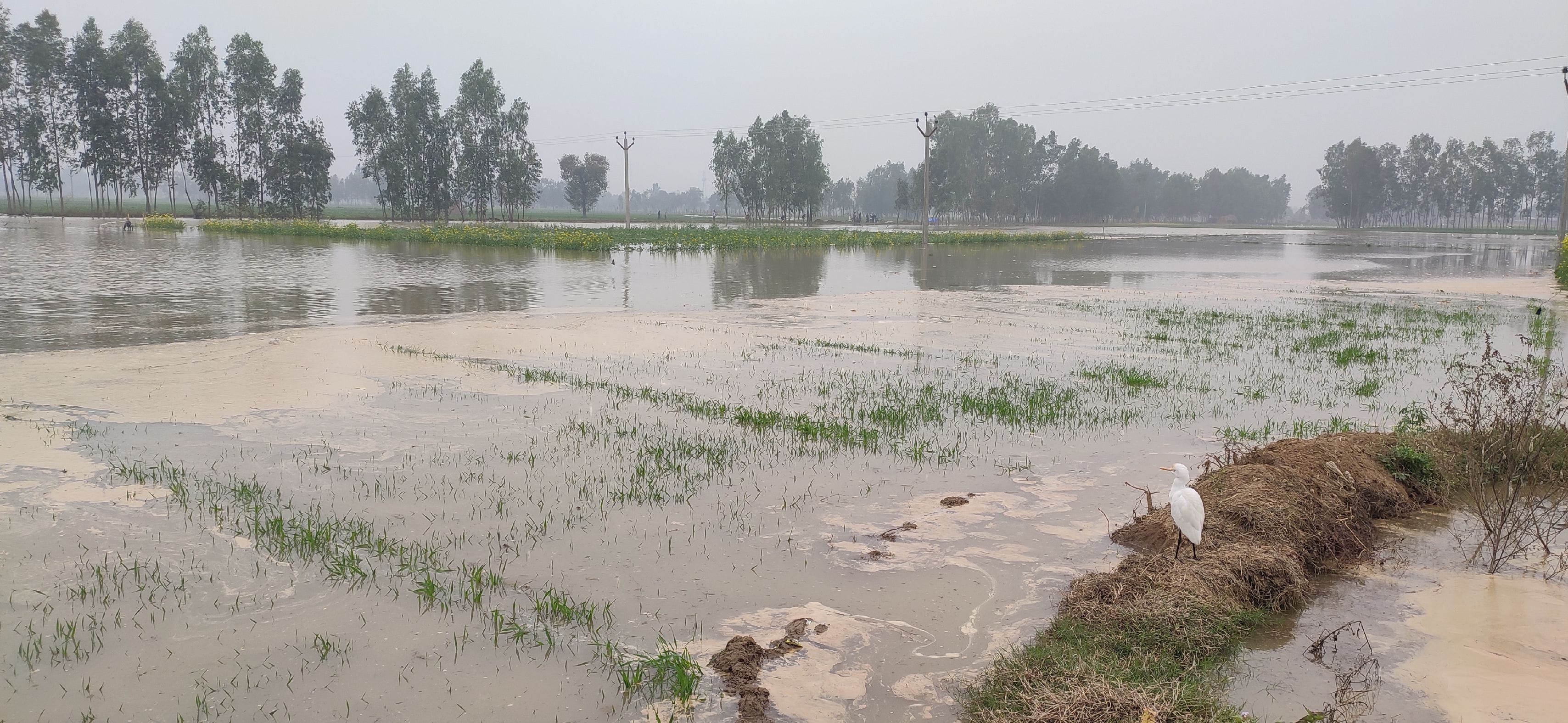 जलालाबाद में नहर कटने से सैकड़ो बीघा फसल हुई जलमग्न