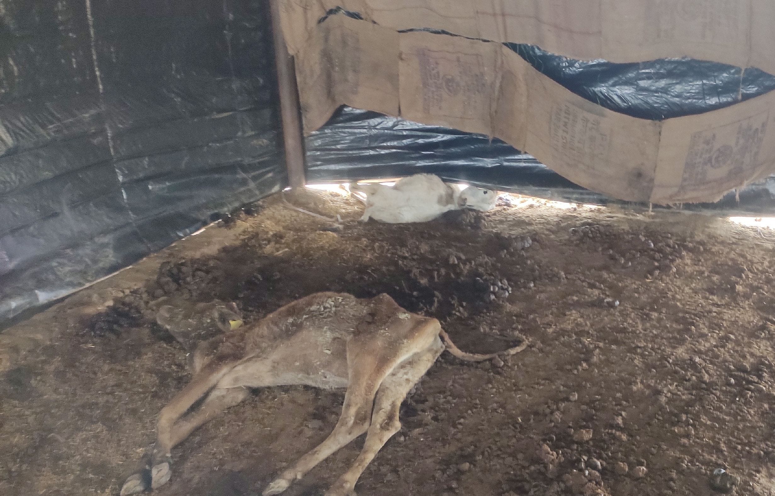 जलालाबाद के गांव चकरैना में मृत पड़ी गोवंश । जलालाबाद के गांव चकरैना में मृत पड़ी गोवंश ।