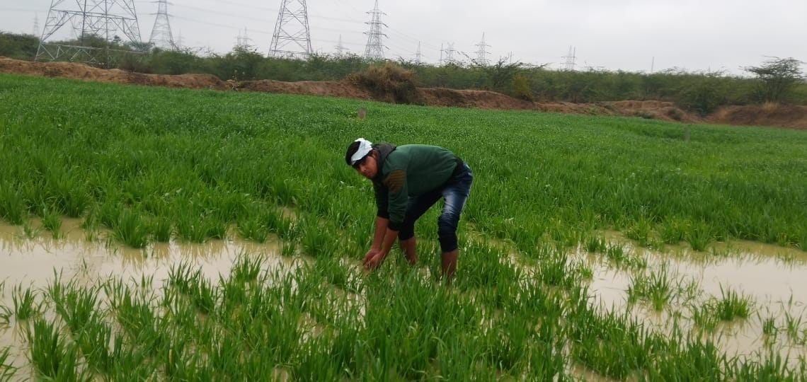 आटा में खेत में भरा पानी निकालता किसान आटा में खेत में भरा पानी निकालता किसान