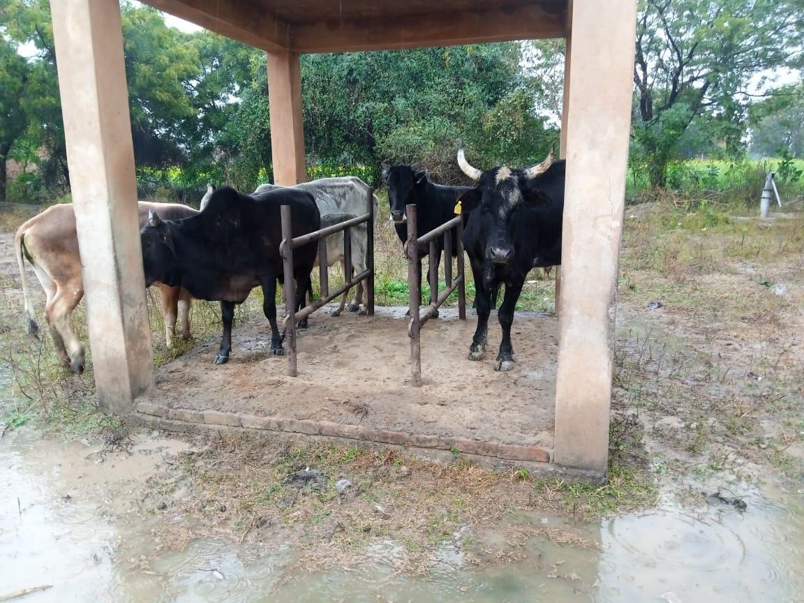 बारिश से बचने के लिए बंद पड़े पशु अस्पताल में खड़े अन्ना मवेशी बारिश से बचने के लिए बंद पड़े पशु अस्पताल में खड़े अन्ना मवेशी