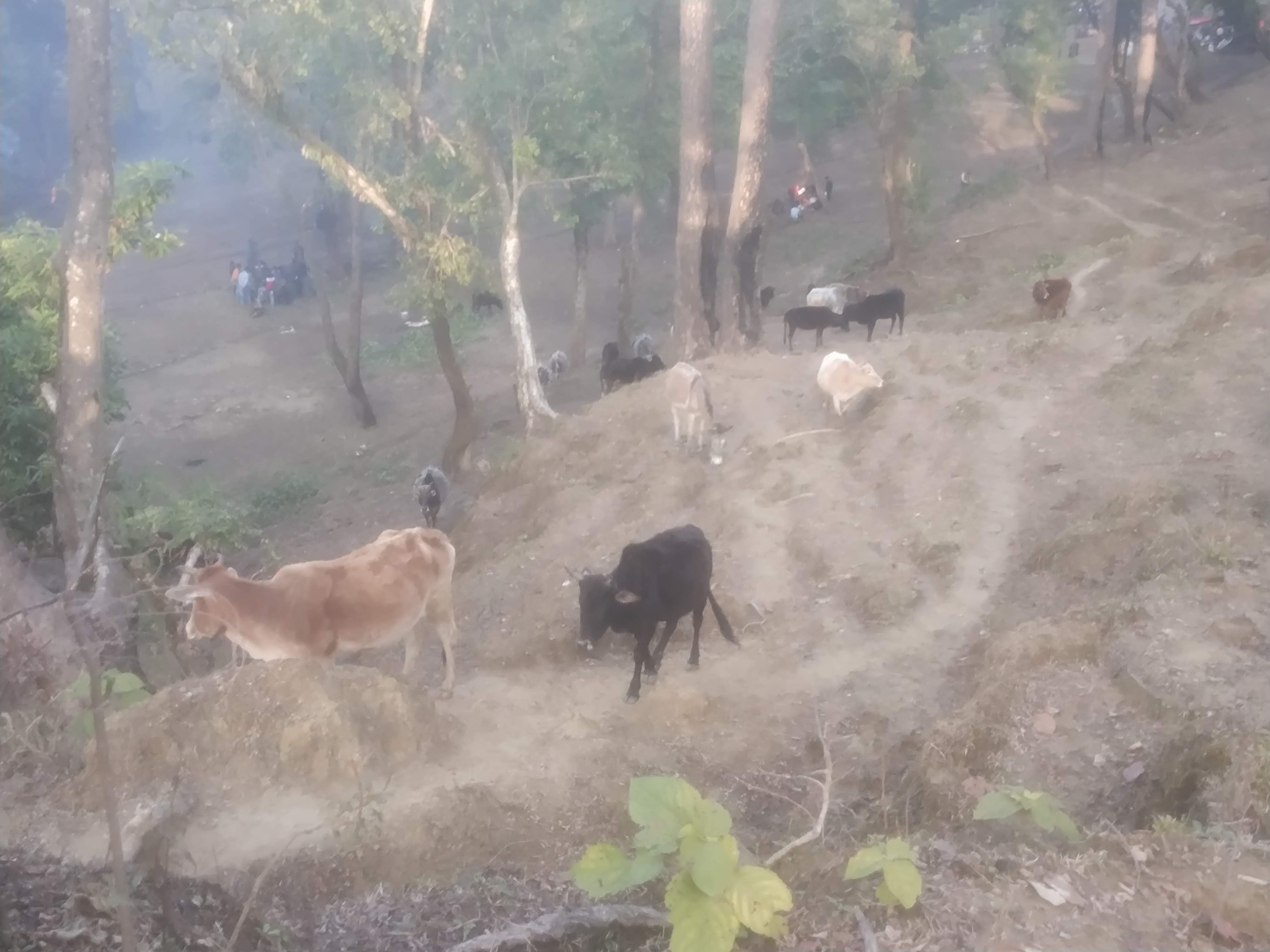 ब्यानधूरा मंदिर की गोशाला में पशुओं को मिलती है जगह। ब्यानधूरा मंदिर की गोशाला में पशुओं को मिलती है जगह।