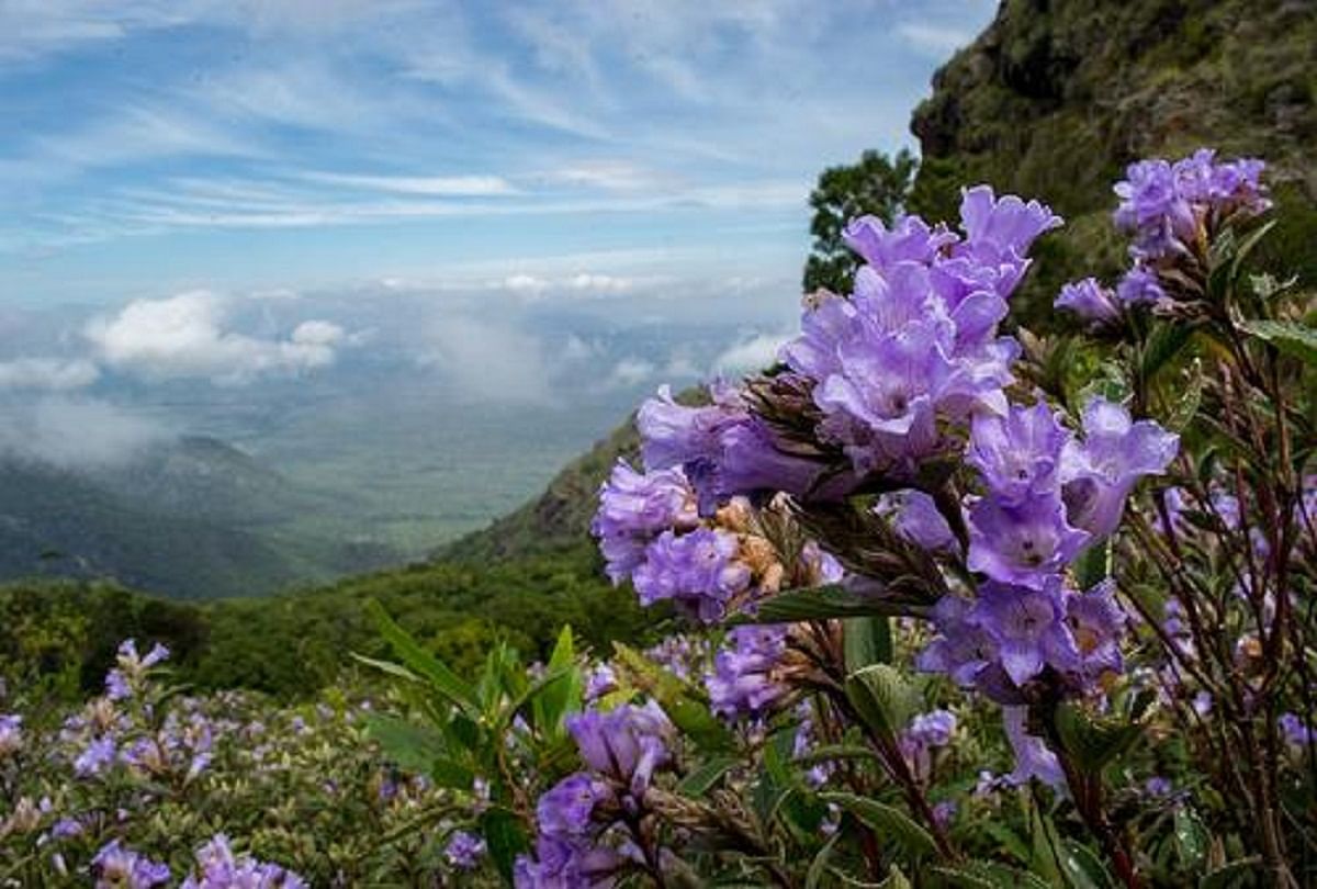 World Rarest Flower Neelakurinji Blooming In Kerala After 12 Years Rarest Flower 12 स ल क ब द ख ल न लक र ज क फ ल ग लज र ह ई क रल क पह ड य Amar Ujala Hindi News Live