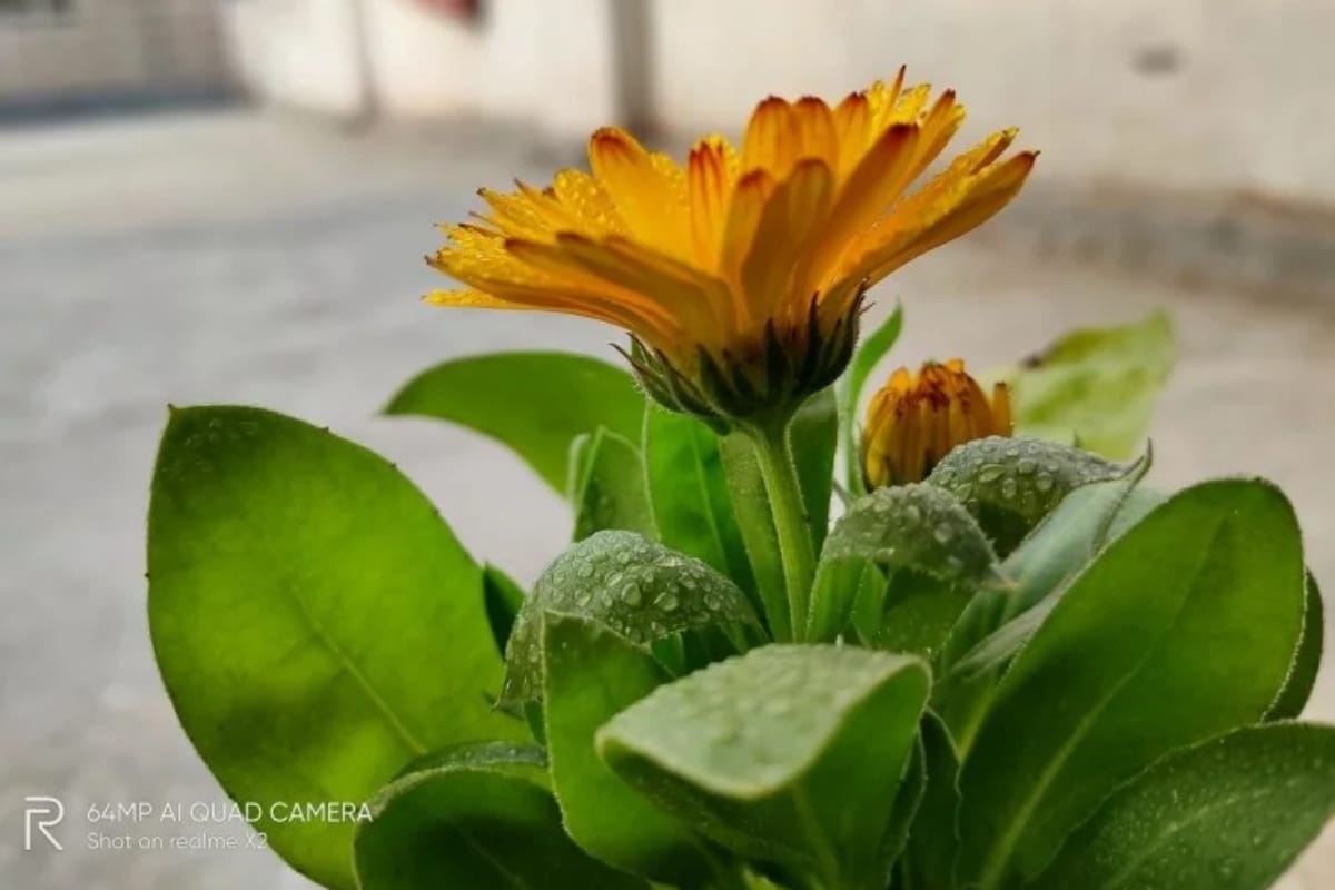 Realme X2 Review : क्या वाकई यह फोन खरीदने लायक है?