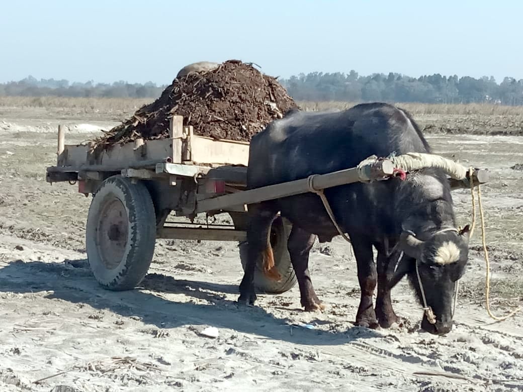 बिजनौर के गंज दारानगर के पास गंगा में पलेज में डालने के लिय बुग्गी में भरा खाद। बिजनौर के गंज दारानगर के पास गंगा में पलेज में डालने के लिय बुग्गी में भरा खाद।