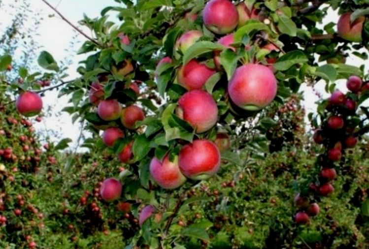 Lieutenant Governor Manoj Sinha Launches Mis For Apple At Horticulture  Complex Raj Bagh - जम्मू-कश्मीर: सेब की खेती करने वालों के लिए अच्छी खबर,  एलजी मनोज सिन्हा ने लॉन्च किया ...