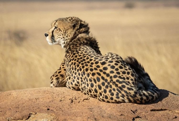 Effect of Omicron | Once again the matter of bringing 40 cheetahs from South Africa to India hanging in the balance | एक बार फिर अधर में लटका दक्षिण अफ़्रीका से 40 चीतों को भारत में लाने का मामला