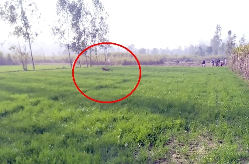 हल्दौर के ग्राम धर्मपुरा में गुलदार के (लाल घेर में ) पीछे दौड़ते ग्रामीण। हल्दौर के ग्राम धर्मपुरा में गुलदार के (लाल घेर में ) पीछे दौड़ते ग्रामीण।