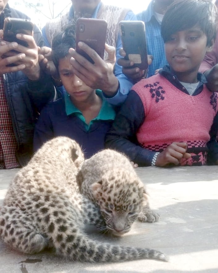 नगीना क्षेत्र के ग्राम भोगली में मिले गुलदार के शावकों को देखते बच्चे। नगीना क्षेत्र के ग्राम भोगली में मिले गुलदार के शावकों को देखते बच्चे।