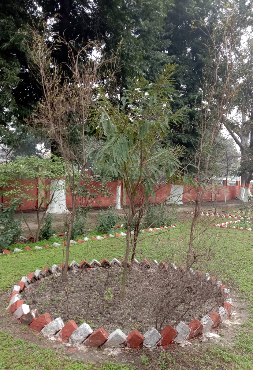 जिला अस्पताल के हर्बल गार्डन में लगे औषधीय पौधे। जिला अस्पताल के हर्बल गार्डन में लगे औषधीय पौधे।