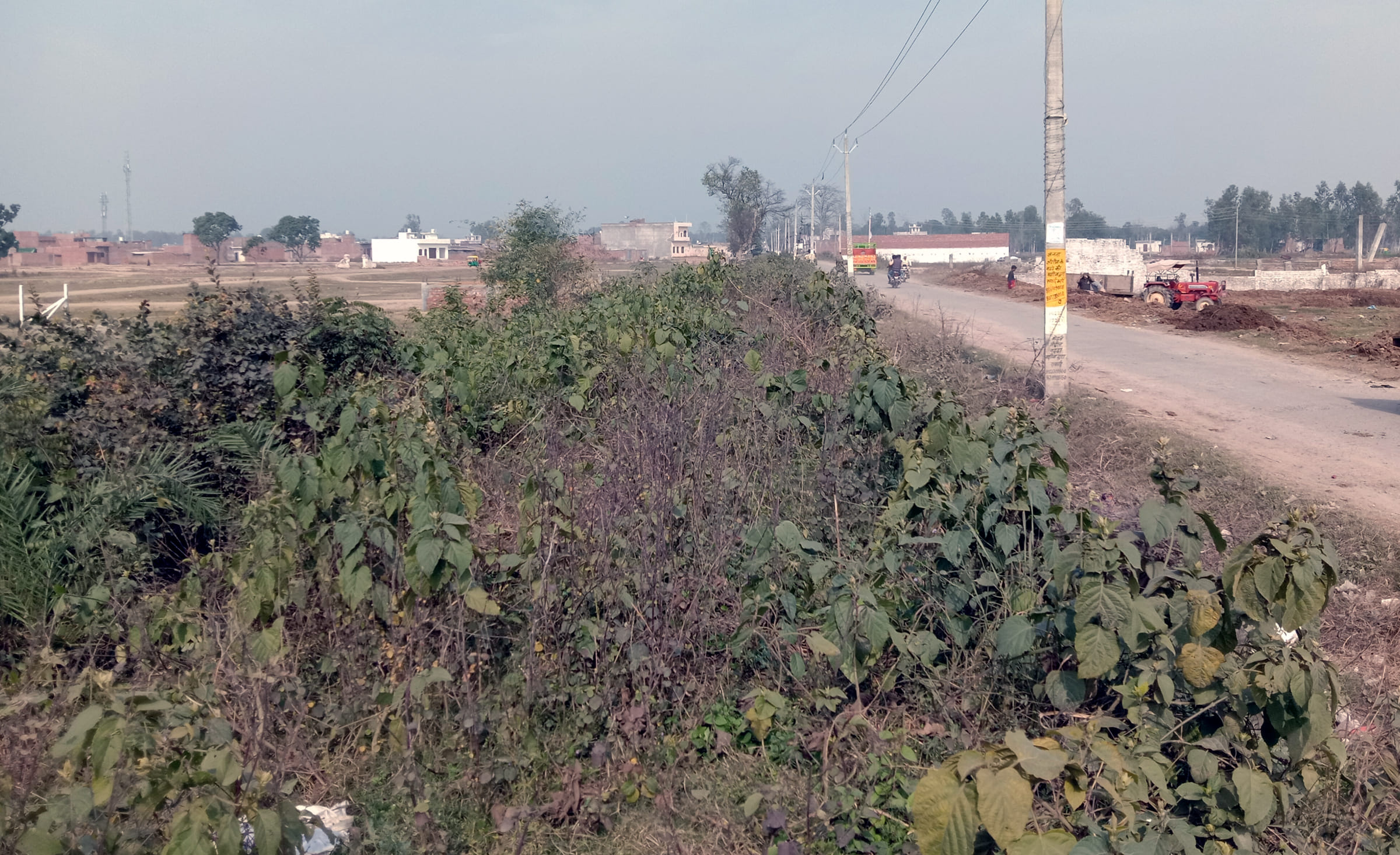 कम्पनी नहर के दोनो तरप से कटे पेड कम्पनी नहर के दोनो तरप से कटे पेड