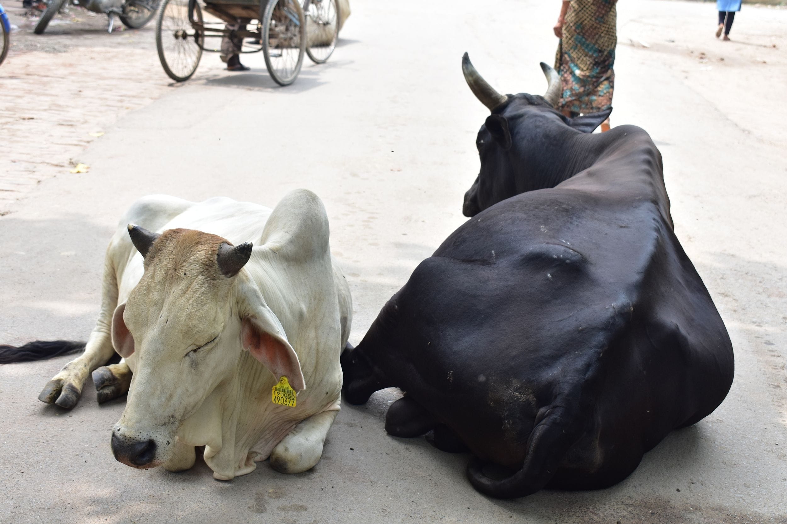 सीओ आफिस रोड में जिओ टैग के साथ बैठे अन्ना मवेशी सीओ आफिस रोड में जिओ टैग के साथ बैठे अन्ना मवेशी