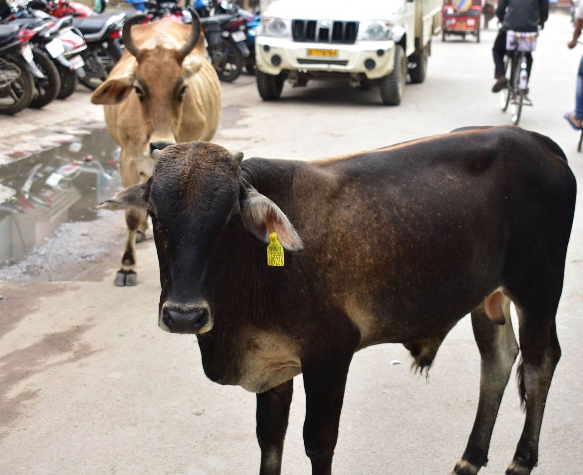 कचेहरी रोड पर जिओ टैग लगाए खड़ा अन्ना मवेशी कचेहरी रोड पर जिओ टैग लगाए खड़ा अन्ना मवेशी