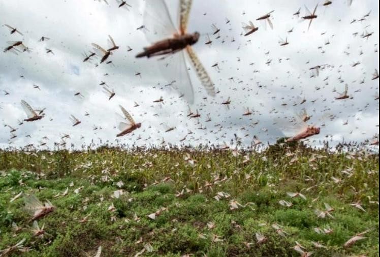 Locust Sworm Attack In Haryana On Crops - पंजाब के बाद ...