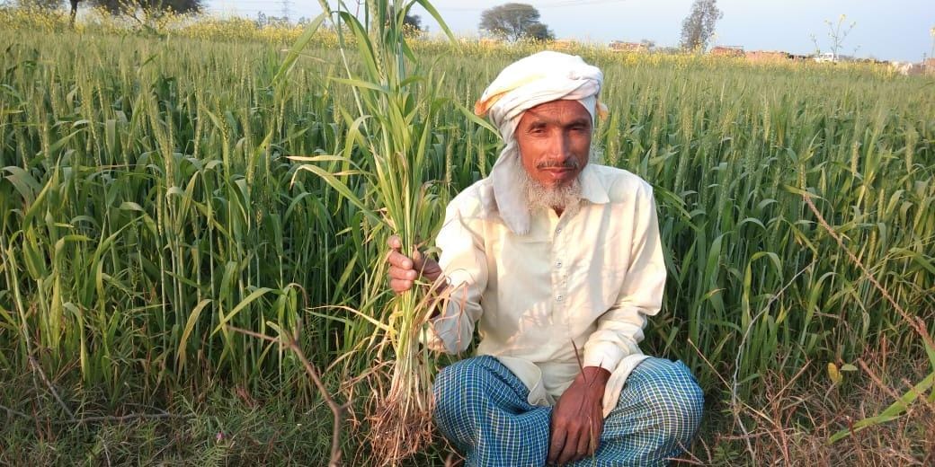 गेहूं की सूखी फसल दिखाता किसान गेहूं की सूखी फसल दिखाता किसान