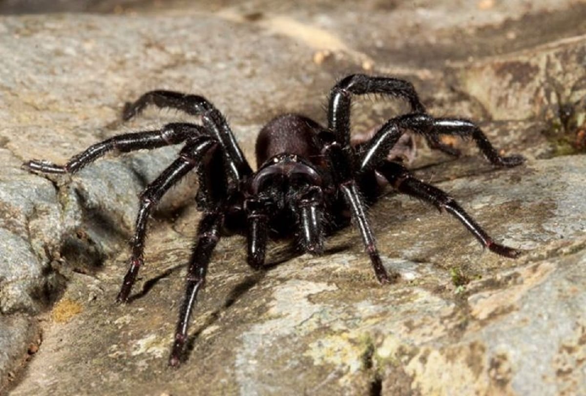 दुनिया के सबसे जहरीले जीव