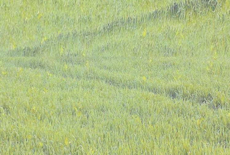 गेहूं की 70 फीसदी फसल सूखे की चपेट में