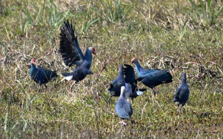 croud in sandi bird festival croud in sandi bird festival