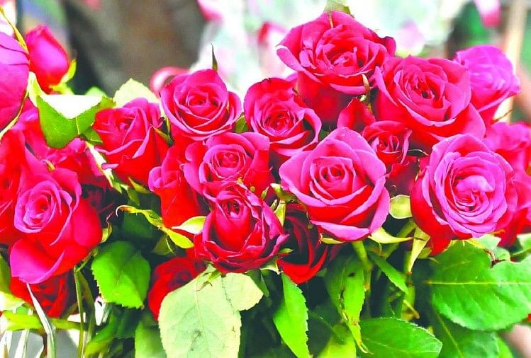 Valentine Week Roses Worth Rs 50 Lakhs Sold On Rose Day In Agra Valentine Week त जनगर म र ज ड पर महक फ ल क क र ब र 50 ल ख र पय क ग ल ब ब क