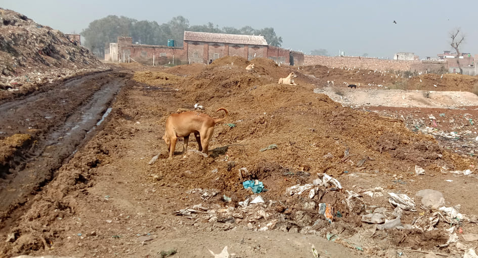 कोलागढ़ मार्ग पर खाली प्लॉट में भारी मात्रा में डाला गया गोबर। कोलागढ़ मार्ग पर खाली प्लॉट में भारी मात्रा में डाला गया गोबर।