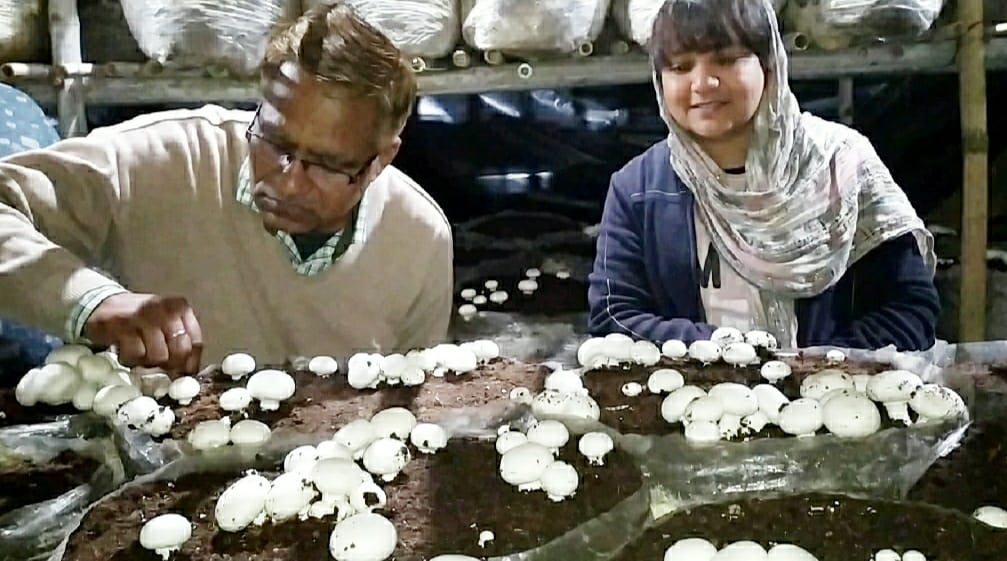 बेहट के गांव उसंड़ में मशरूम उत्पादन ईकाईयों का निरीक्षण करते विशेषज्ञ डॉ. इंद्र कुमार कुशवाहा। बेहट के गांव उसंड़ में मशरूम उत्पादन ईकाईयों का निरीक्षण करते विशेषज्ञ डॉ. इंद्र कुमार कुशवाहा।