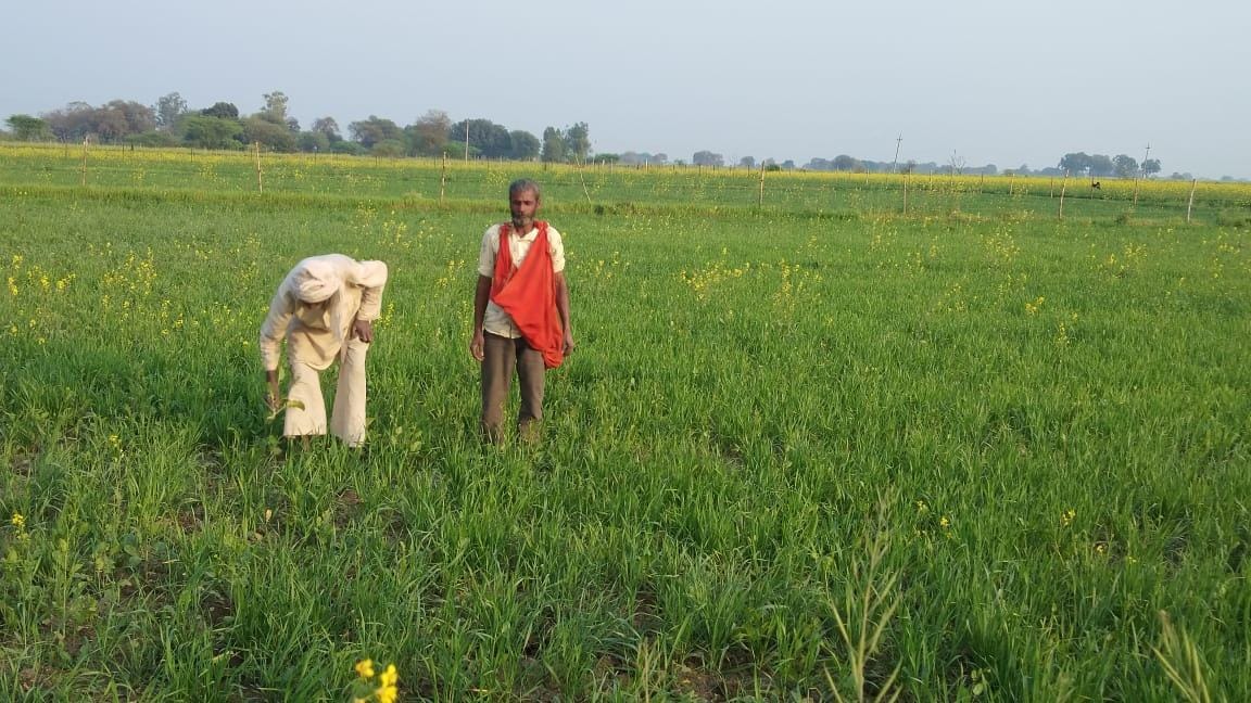 मुहम्मदाबाद में खेत में काम करते किसान। मुहम्मदाबाद में खेत में काम करते किसान।