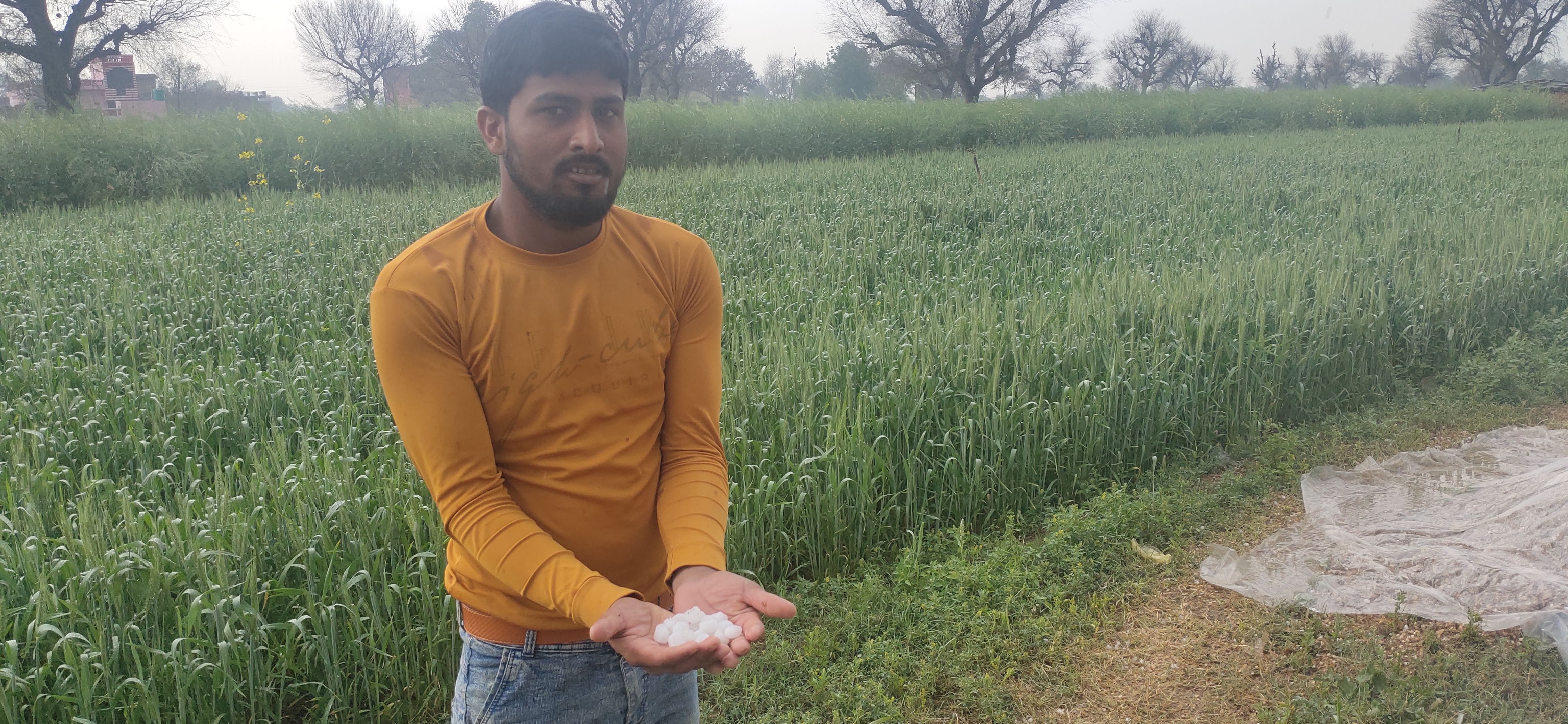क्षेत्र में गिरे ओले दिखाता किसान। क्षेत्र में गिरे ओले दिखाता किसान।