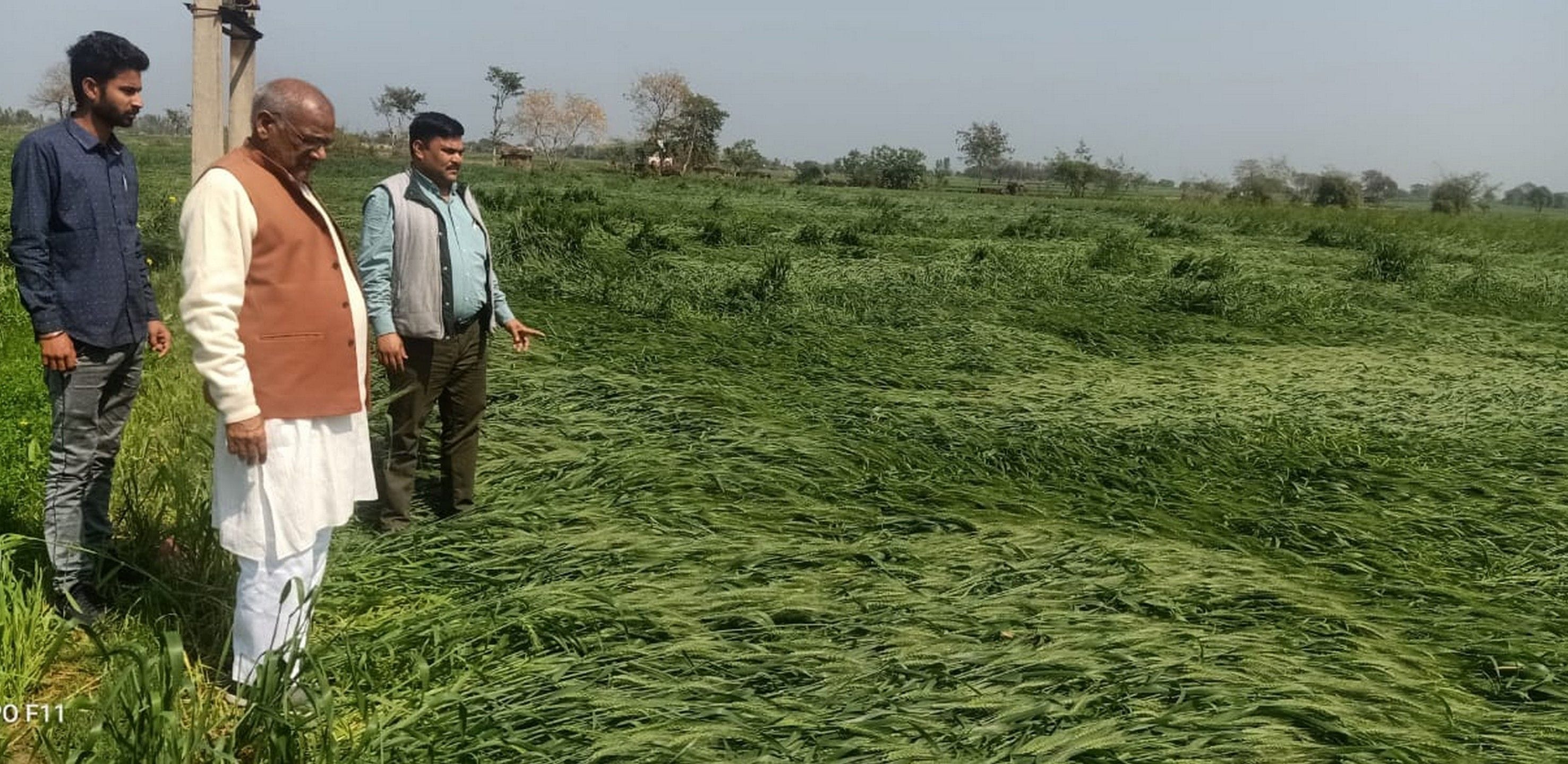 बारिश से गिरी गेहूं की फसल का जायजा लेते विधायक दलवीर सिंह। बारिश से गिरी गेहूं की फसल का जायजा लेते विधायक दलवीर सिंह।