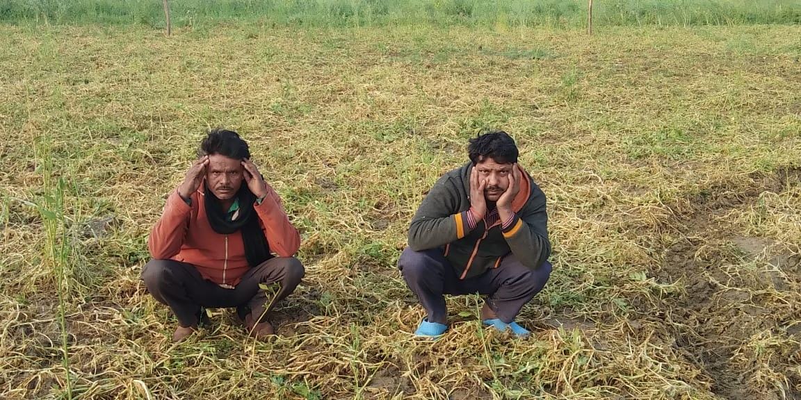 सरावन में मटर की फसल खराब हो जाने के बाद बैठे किसान