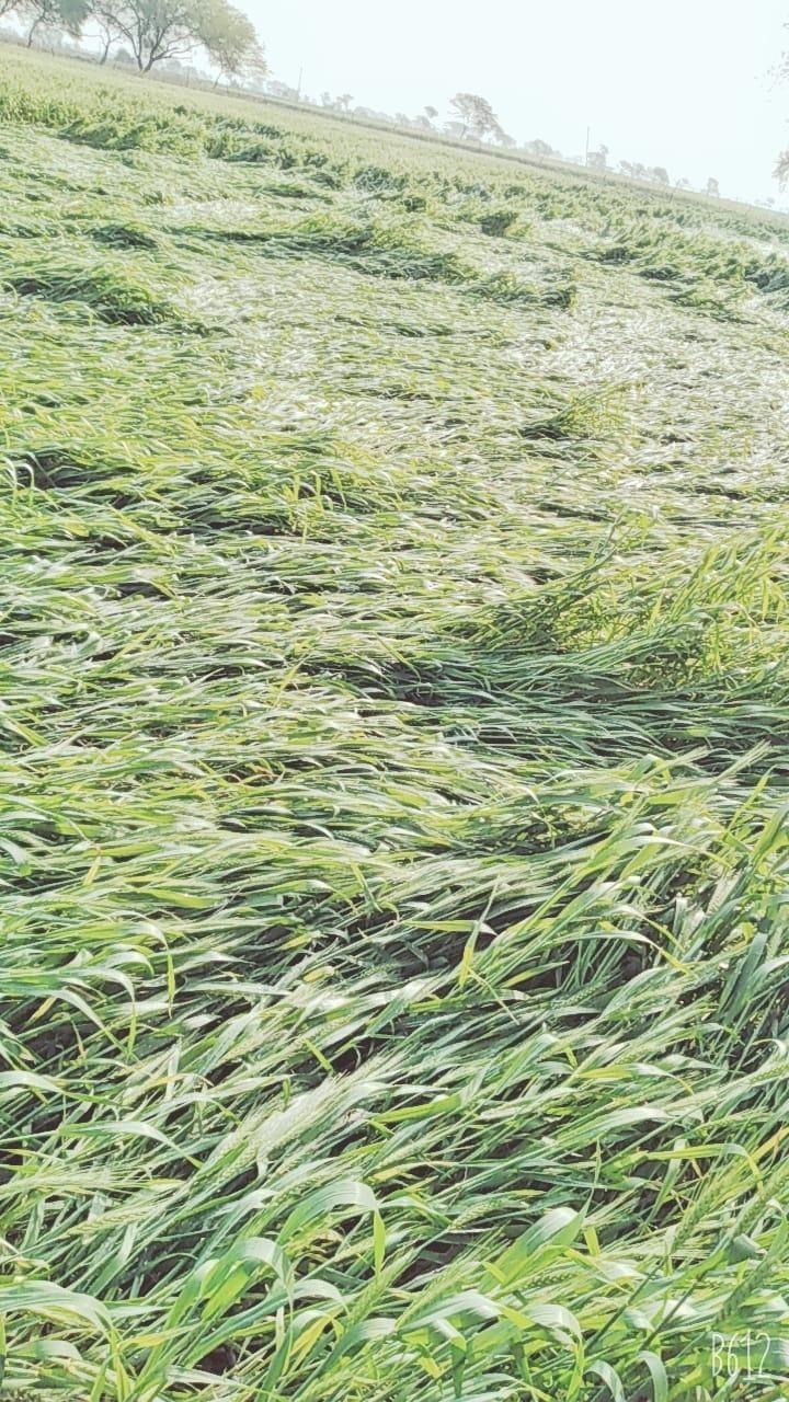 सिरसा कलार में बारिश से बर्बाद हुई गेहूं की फसल