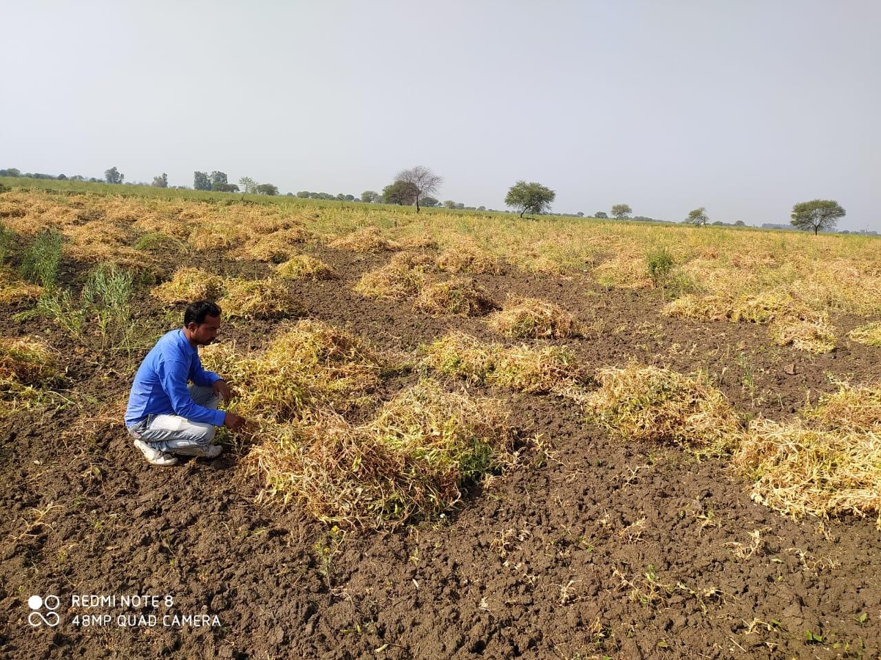 कदौरा में मटर की कटी फसल भीग जाने के बाद सही करता किसान