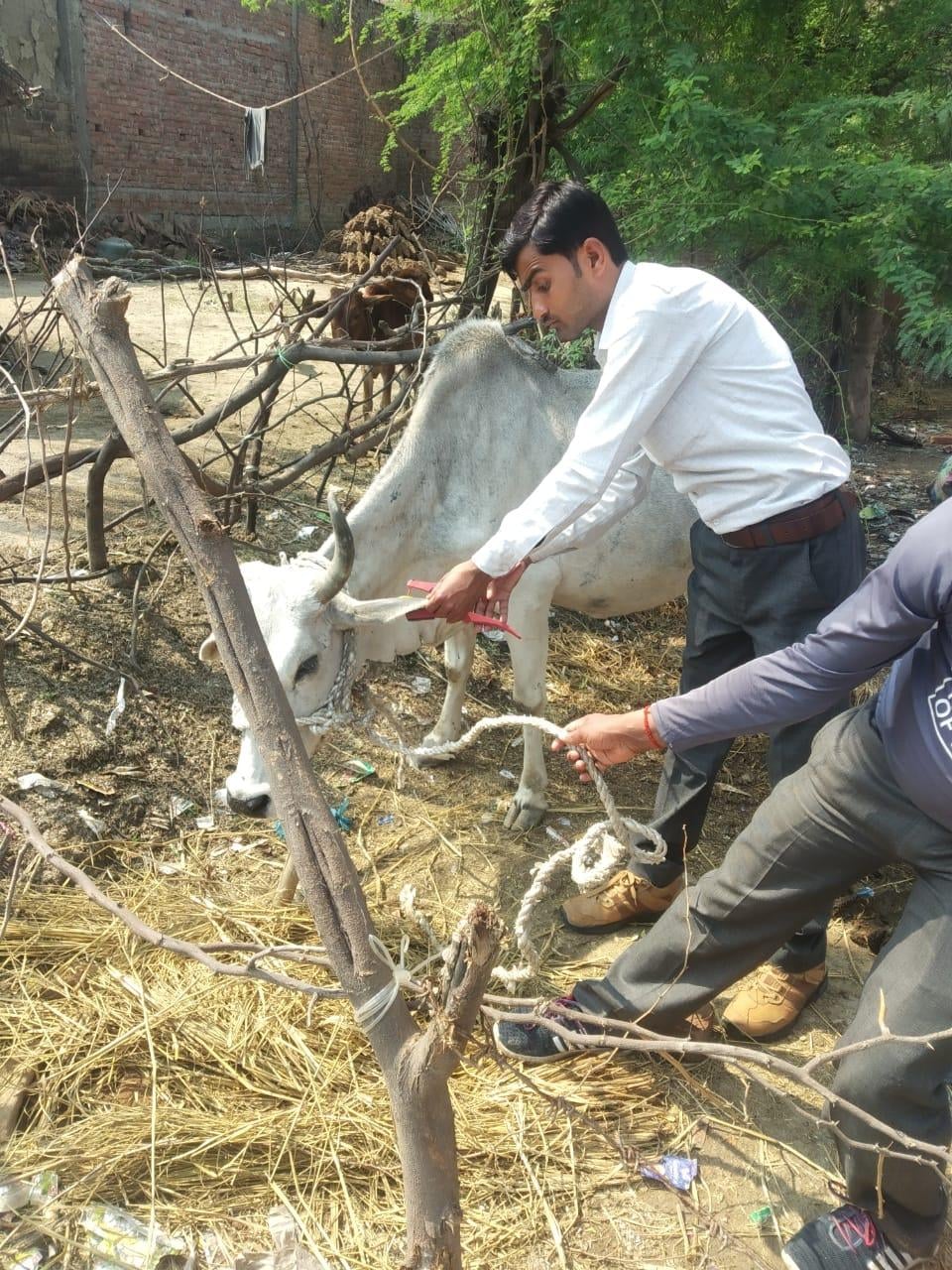 पशु को टैग लगाते पशु चिकित्सा अधिकारी