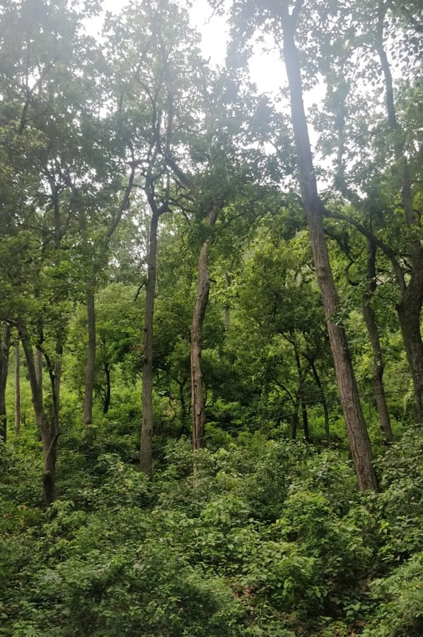 शिवालिक वन क्षेत्र में हरियाली।