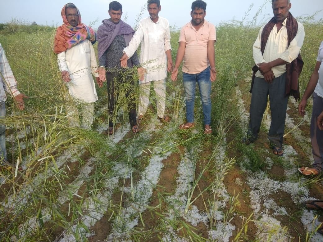 बहल क्षेत्र में हुई ओलावृष्टि दिखाते हुए किसान। संवाद न्यूज एजेंसी