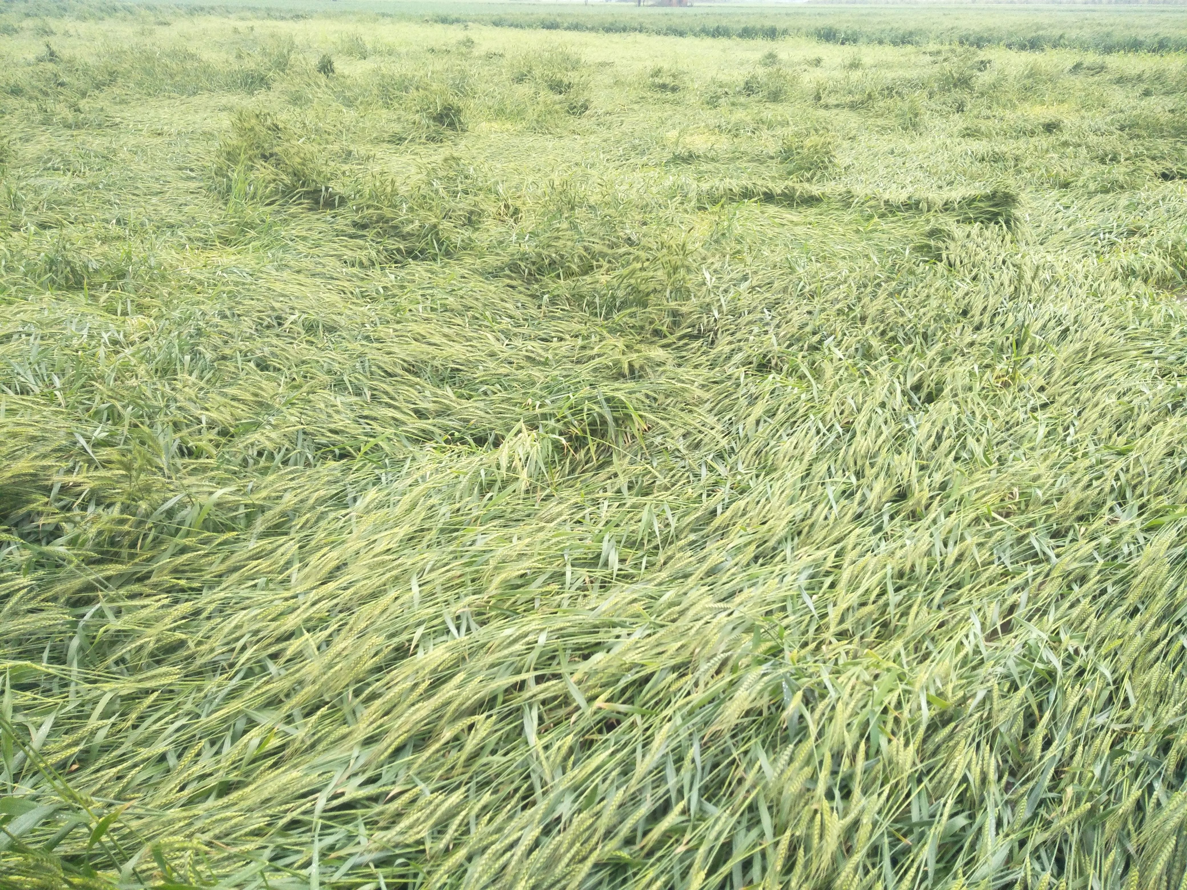  बारिश के साथ तेज हवा चलने के कारण गिरी गेहूं की फसल।