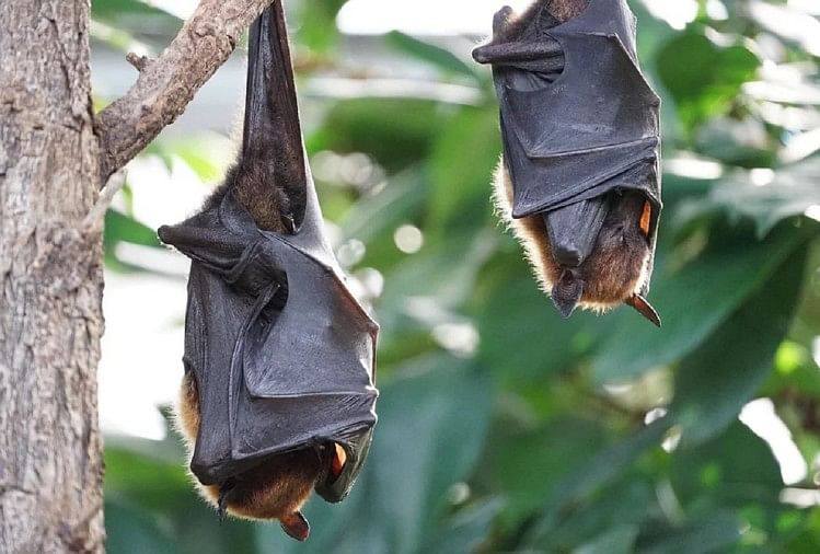 Why Do Bats Hang Upside Down Reason Behind This - आखिर चमगादड़ पेड़ पर उल्टा क्यों लटके रहते हैं? जान लीजिए ये रहस्य - Amar Ujala Hindi News Live