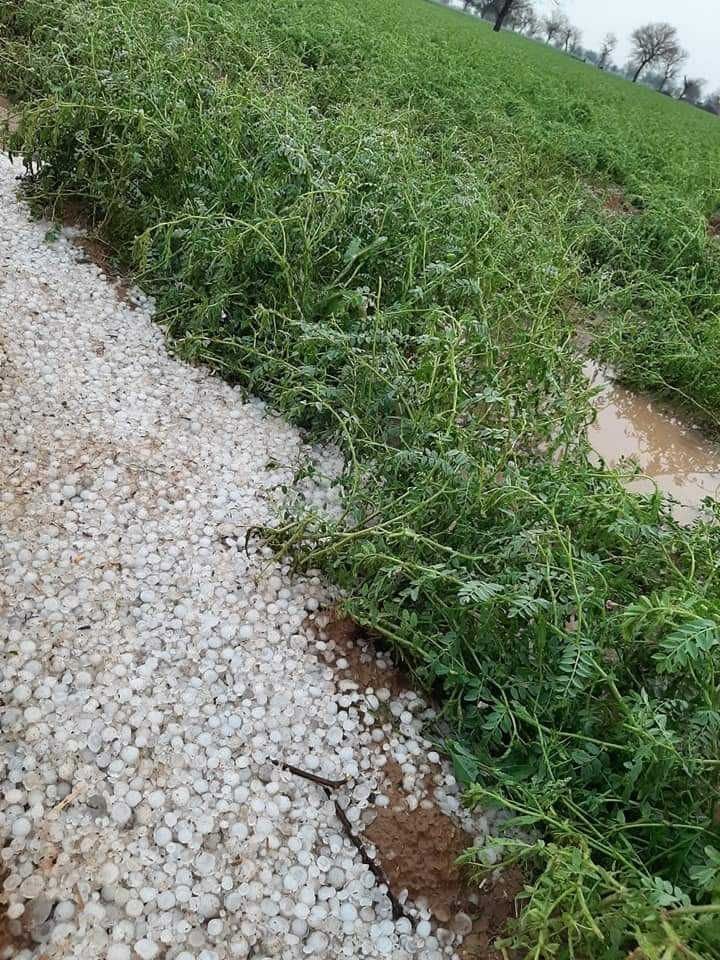 ओलावृष्टि के कारण गिरी हुई फसल। ओलावृष्टि के कारण गिरी हुई फसल।