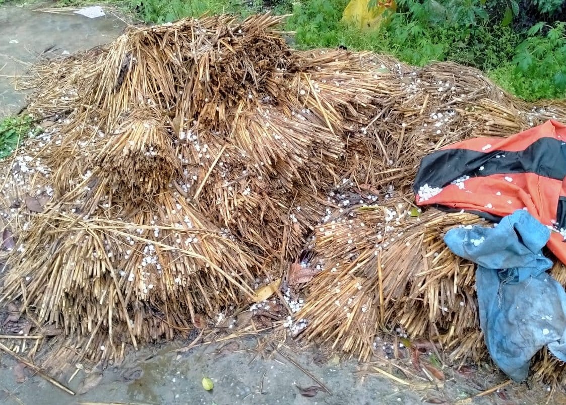 चौसाना में बरसात के साथ पडे ओले चौसाना में बरसात के साथ पडे ओले