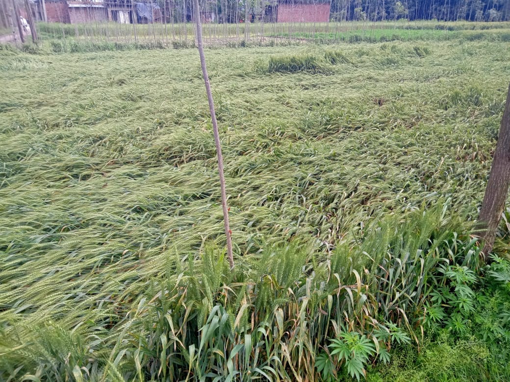 बेहट क्षेत्र में जमीन पर बिछी गेहूं की फसल।