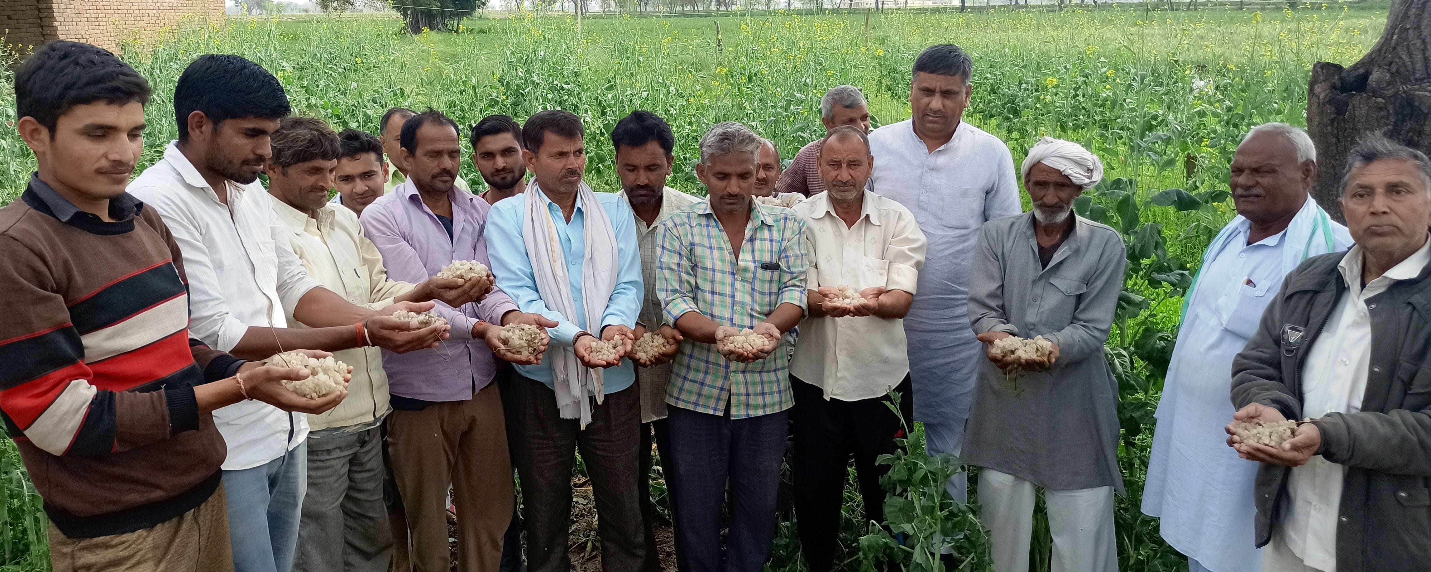 हाथरस: सादाबाद में बारिश और ओलावृष्टि के बाद जमे ओलों को दिखाते पीड़ित किसान।