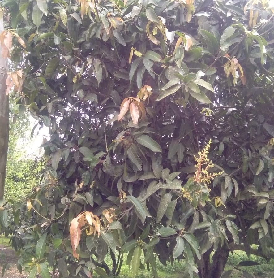 नजीबाबाद में आम की फसल का ओलावृष्टि से झड़ा बौर।