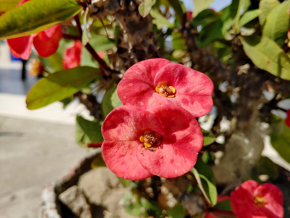 LG G8X ThinQ Review: क्यों खरीदना चाहिए दो डिस्प्ले वाला यह फोन?