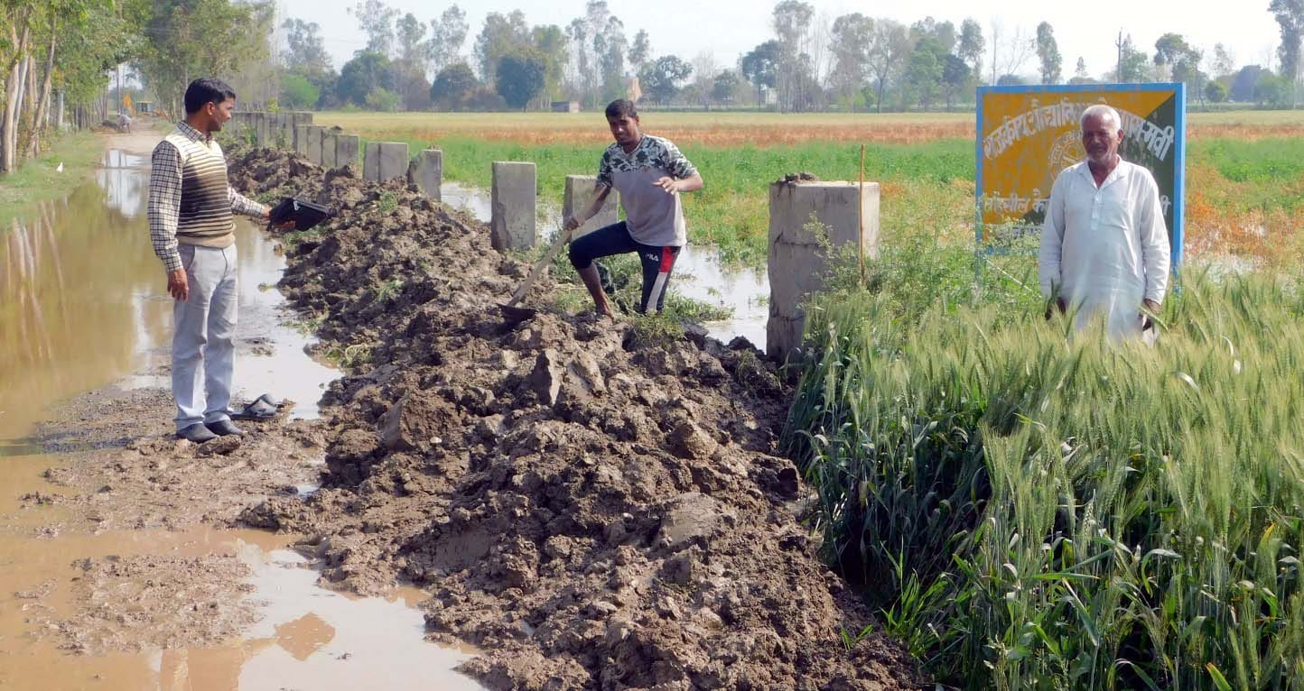 ैराना मामौर झील टूटने से राजकीय उद्यान के आलू के खतो में भरा पानी