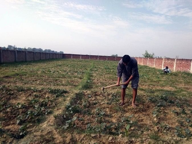 Farmers In Worry How Wheat Crop Will Be Cut च त म क स न क स कट ग ग ह क फसल Deoria News