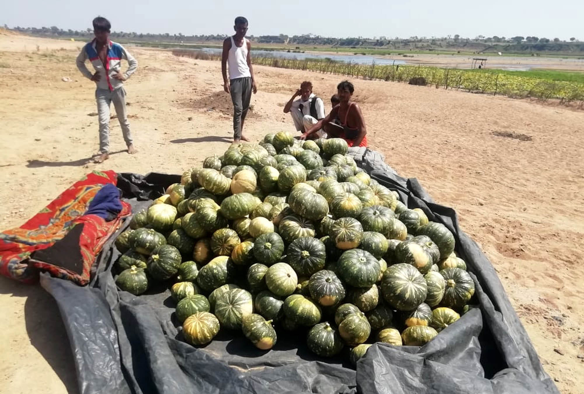 हमीरपुर में बेतवा नदी किनारे बारी में लगा कद्दू का ढेर। हमीरपुर में बेतवा नदी किनारे बारी में लगा कद्दू का ढेर।