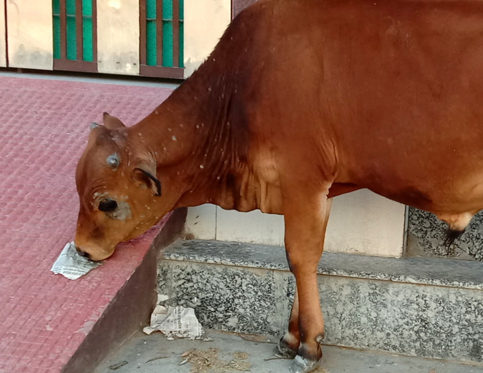 सहारनपुर में लॉकडाउन के चलते चारा ना मिलने पर कागज खाती गाय