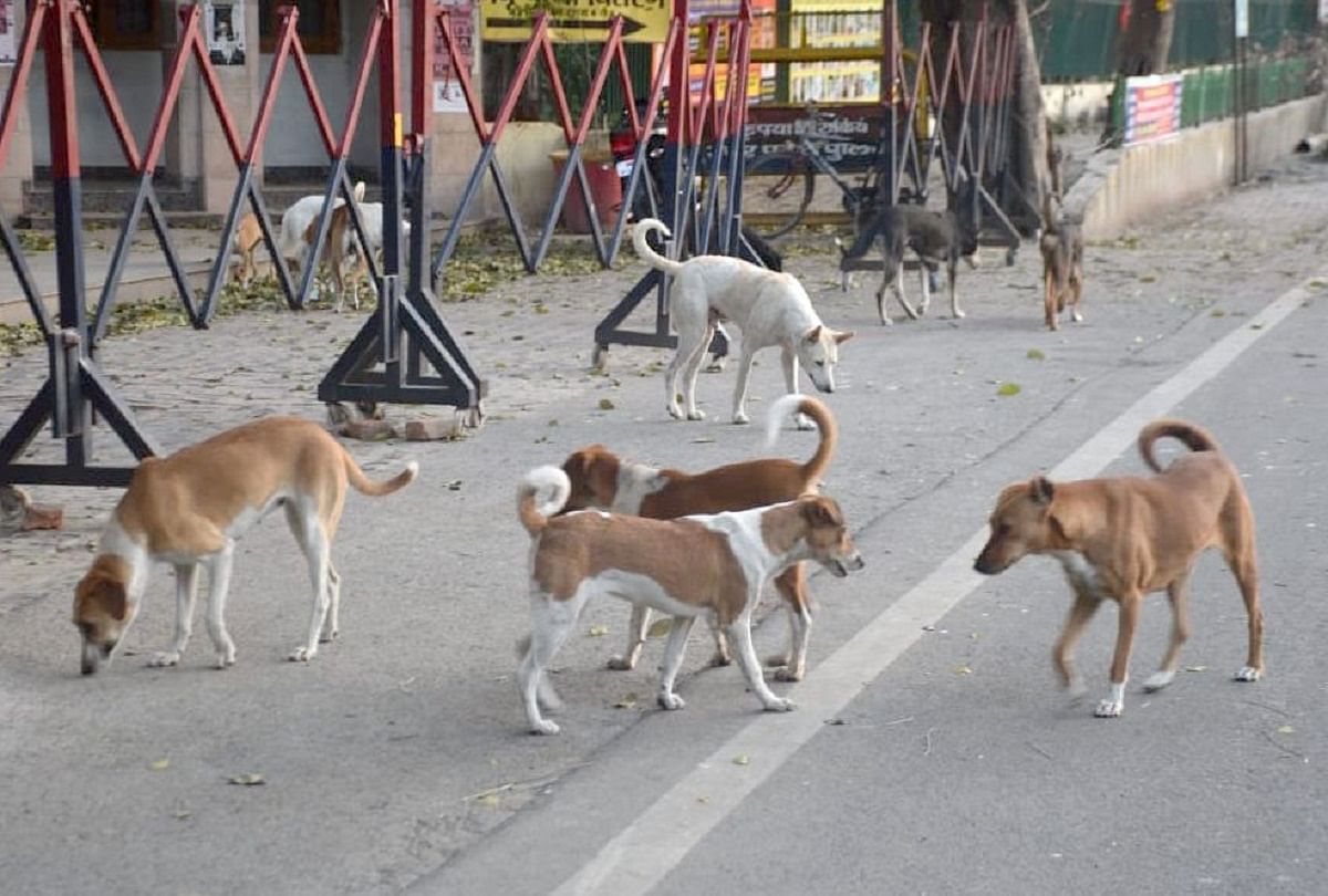 Dogs Dogged In Lockdown People Are Hunting ल कड उन म ख ख र ह ए क त त ल ग क बन रह श क र Amar Ujala Hindi News Live