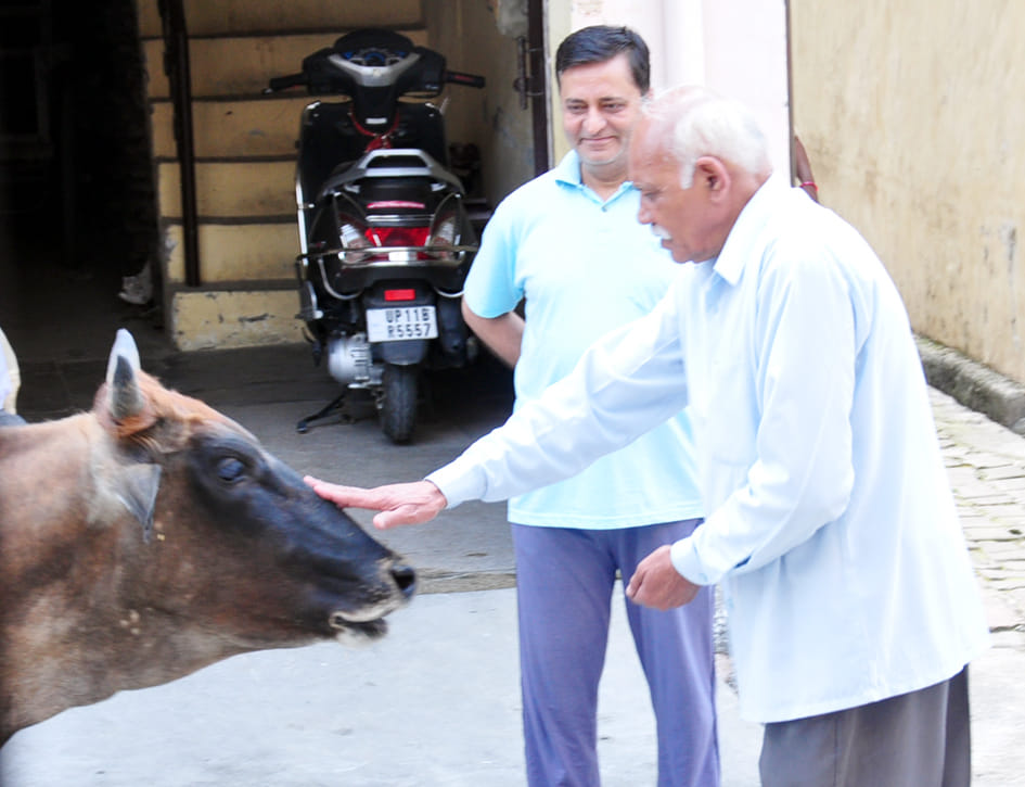 सहारनपुर में लॉकडाउन के चलते अष्टमी पर घूम रही गाय को प्रसाद खिलाते लोग सहारनपुर में लॉकडाउन के चलते अष्टमी पर घूम रही गाय को प्रसाद खिलाते लोग