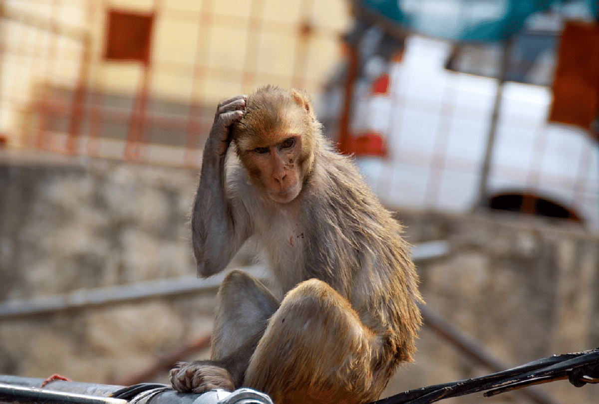 19 Monkey Died Due To Unknown Reason In Sambhal Sent To Bareilly For  Postmortem - संभल : रहस्यमयी बीमारी से 19 बंदरों की मौत, जांच के लिए बरेली  भेजा गया शव -