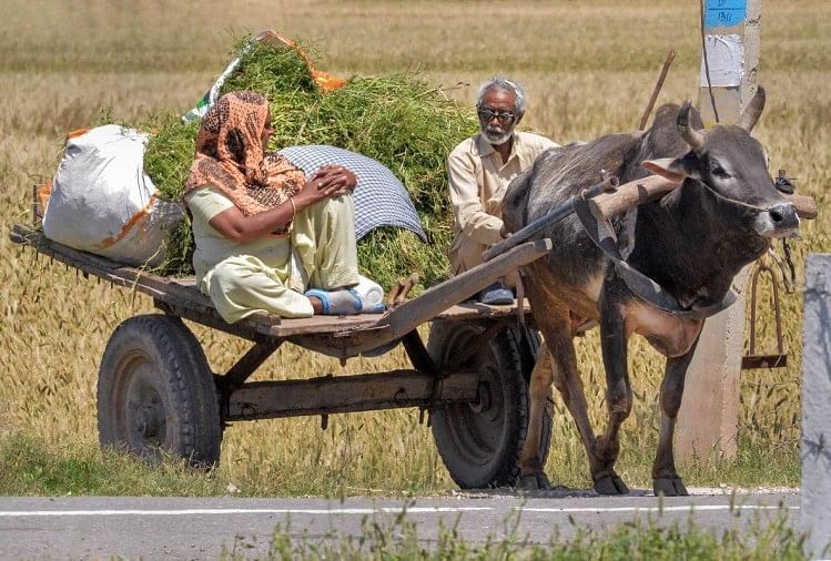 Lockdown Due To Coronavirus Has Been A Crisis For Farmers Who Are Facing Problems From Farms To Market ल कड उन न झ क द क स न क कमर ख त स ल कर म ड तक ट ट